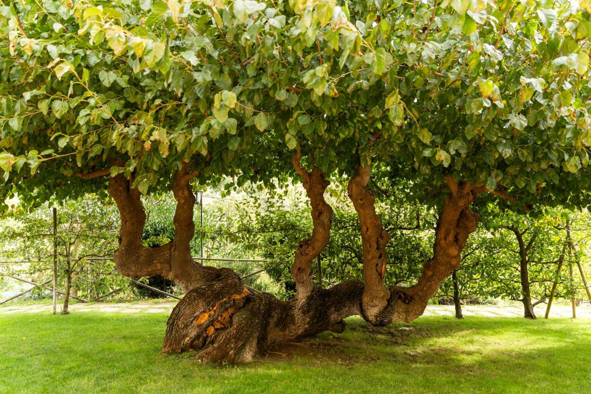 Agriturismo I Gelsi Di Santa Cristina Gubbio Bagian luar foto